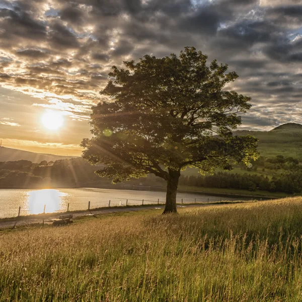 Dovestones Tree